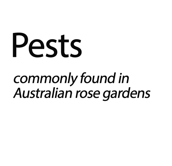 Rose Pests